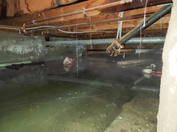 Best Sewage cleanup and water damage restoration  in Yorkvle, IL